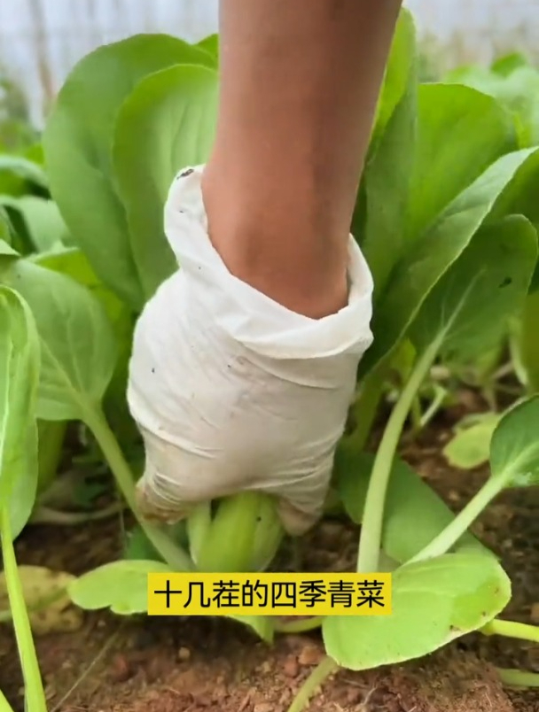 一年可种十几茬,这种小青菜耐寒,撒一把种子成片长!