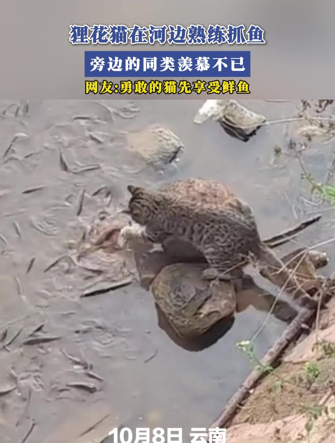 狸花猫在河边熟练抓鱼,旁边的同类羡慕不已