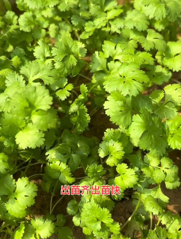 秋香菜什么时候种?如何种出苗齐、出苗快?