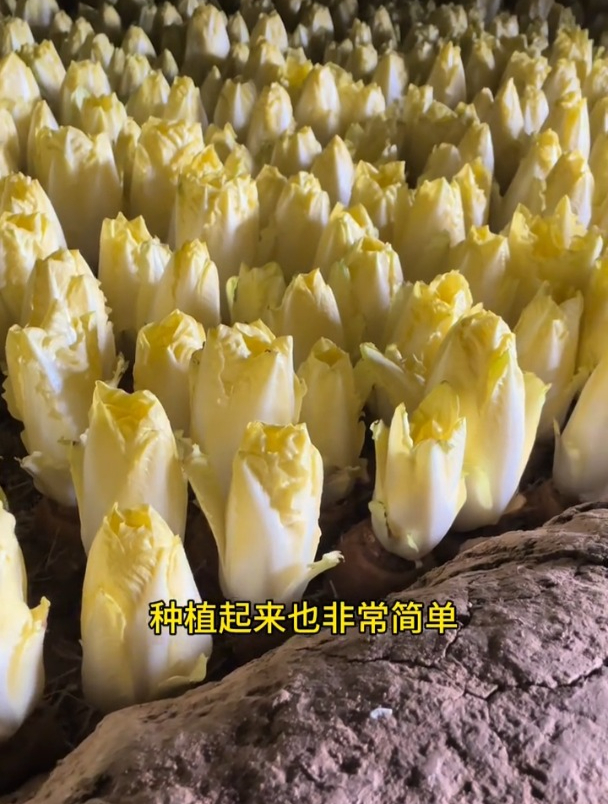 蔬菜贵族菊苣菜,市场售价极高,为何无人种植?