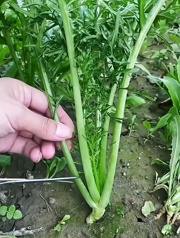 雪菜又叫“春不老”,有野菜的清香,可用来腌制制成梅干菜!