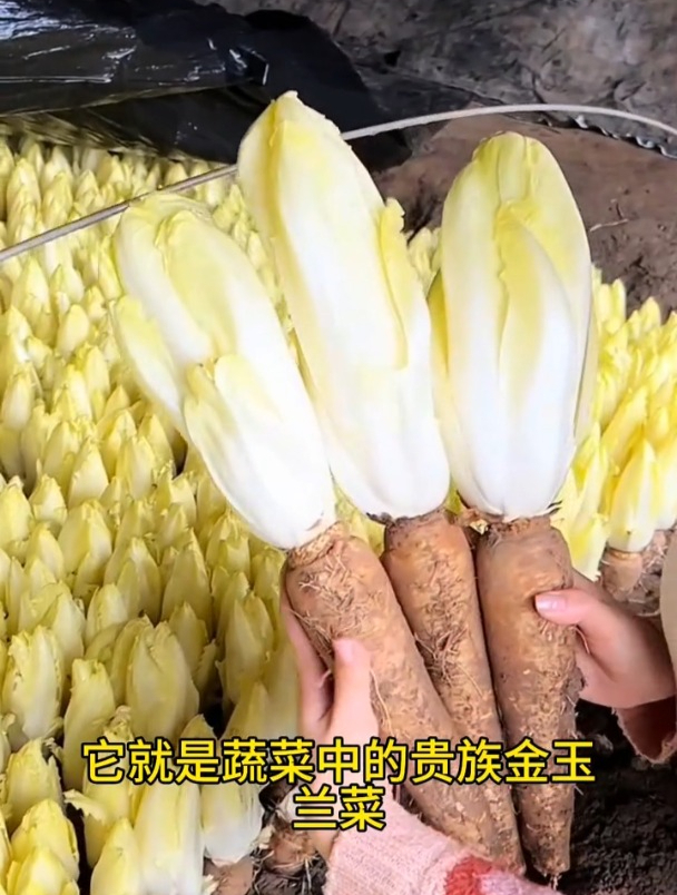 蔬菜中的贵族,欧洲菊苣卖价高,根插土里浇水就长!