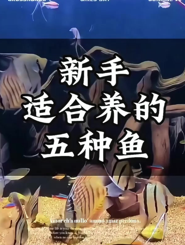 公认适合新手养的五种鱼,你家养了几种?