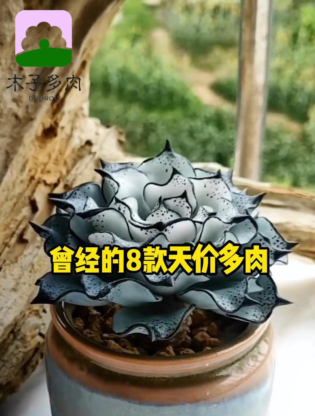 最贵多肉植物排行榜,你都知道哪些?