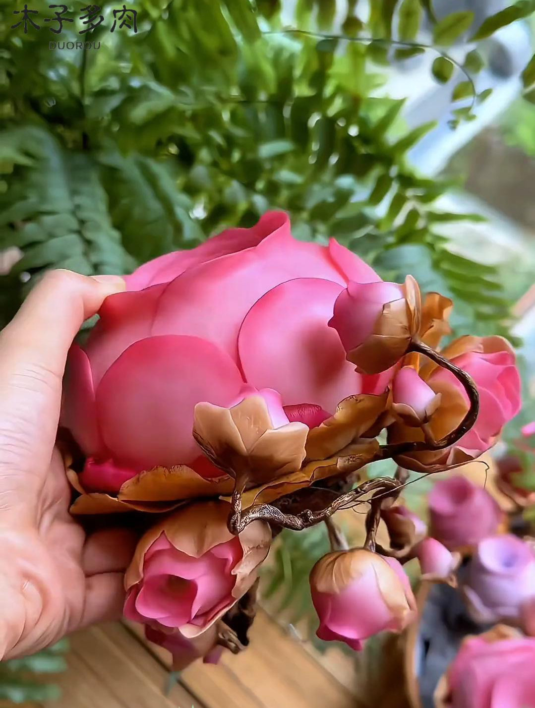 这是比玫瑰花还漂亮的多肉。生长期为绿色,休眠期变得特别漂亮