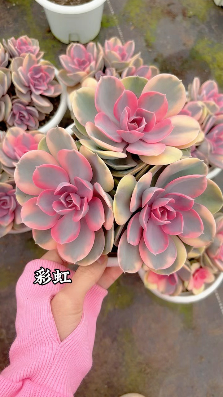 多肉植物品种图鉴,彩虹