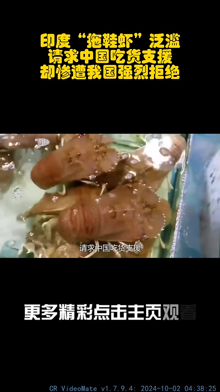 印度“拖鞋虾”泛滥,请求中国吃货支援,却惨遭我国强烈拒绝!_1