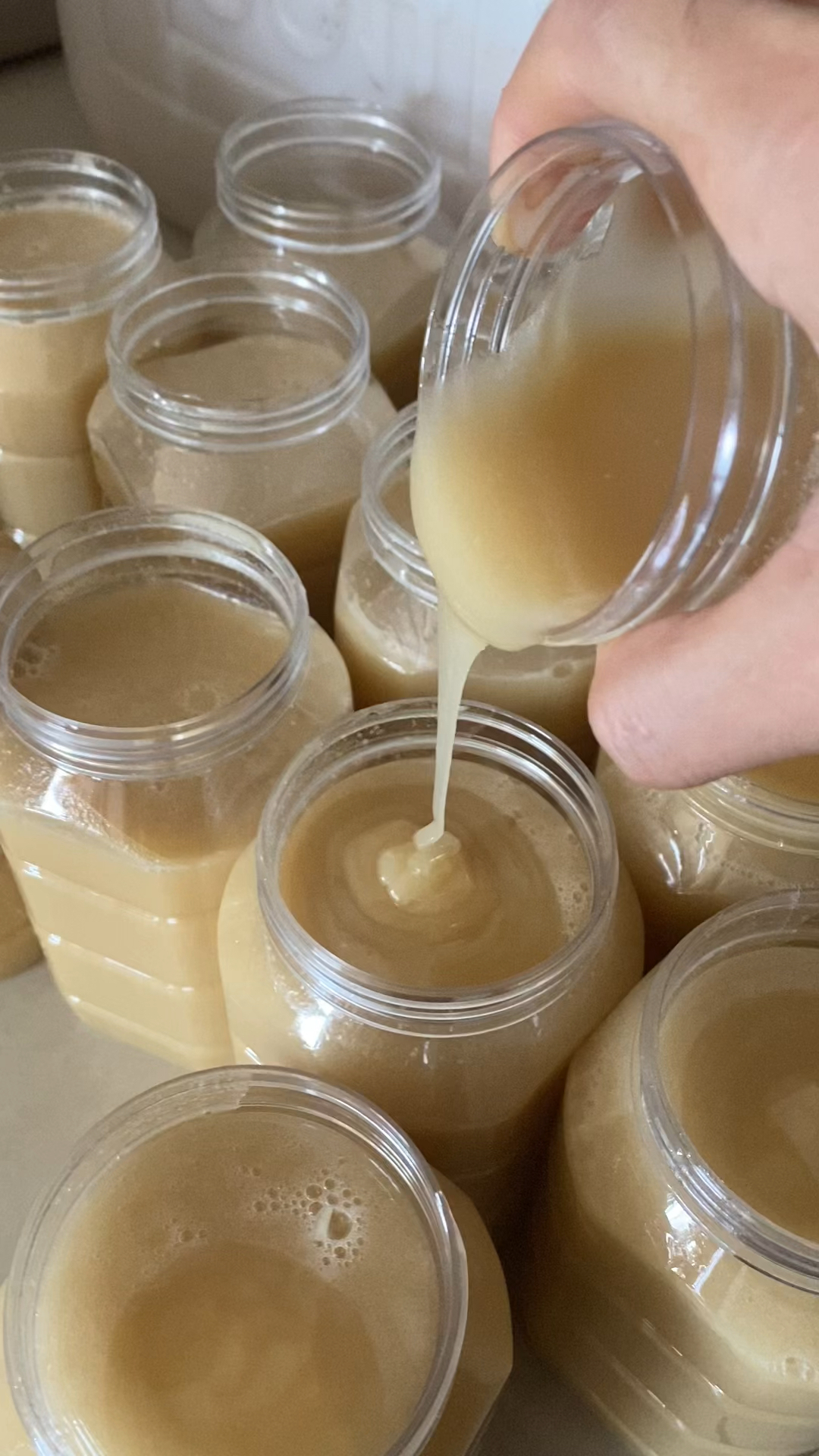 稀有特有鸭脚木冬蜜冬天蜜源温度23以上才流蜜取蜜条件苛刻