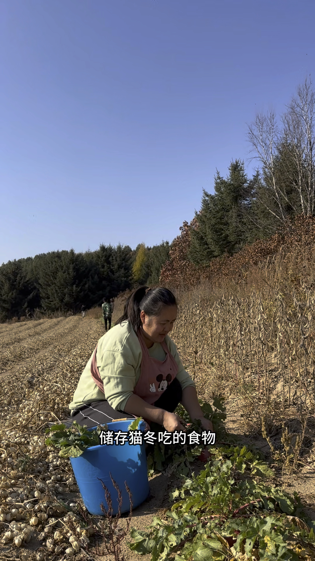 东北人家都在储存猫冬食物,老妈用大酱腌制咸菜