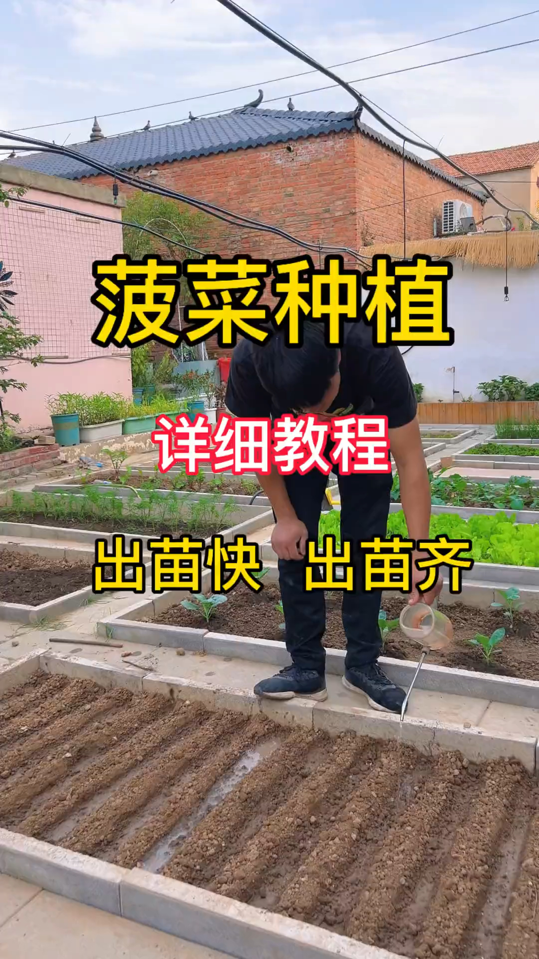 菠菜要想种的好,记住这个小技巧!