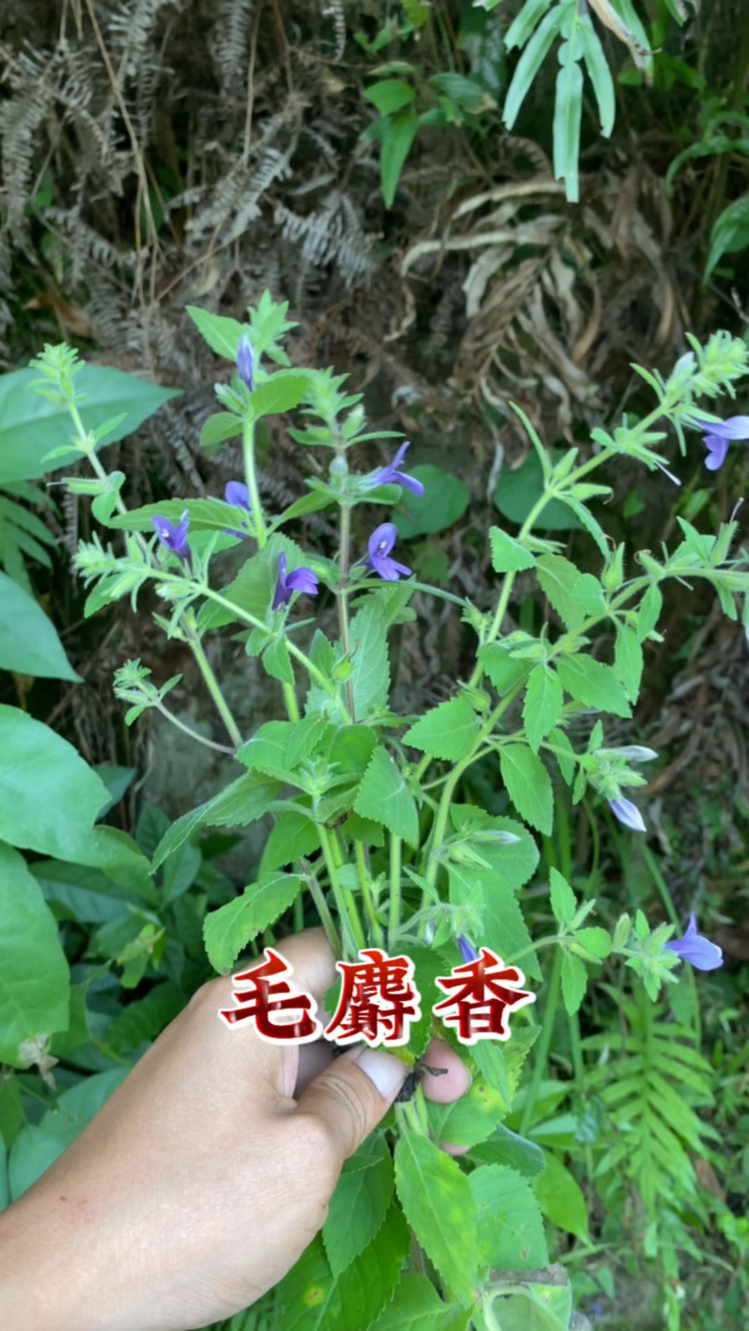 毛麝香被称为“植物界的麝香”,它有什么用处呢?