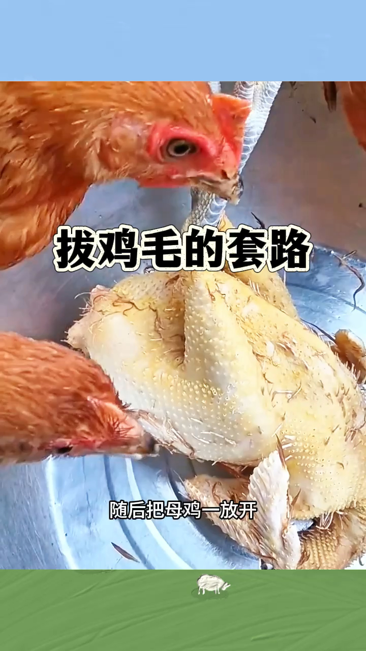拔鸡毛的套路,其他母鸡一会就拔完了