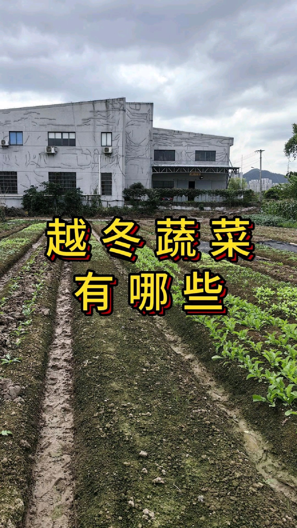 十月份能种哪些越冬的蔬菜?