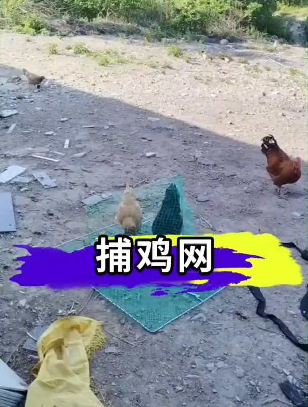 家里散养的家禽不好抓,试试这个“捉鸡神器”,一逮一个准