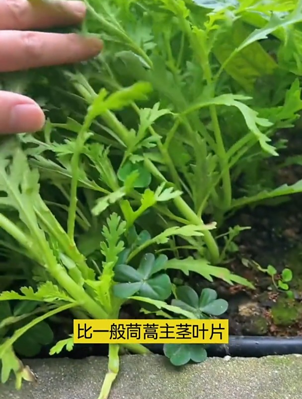 茼蒿又叫皇帝菜,清香脆嫩不招虫,撒籽就长