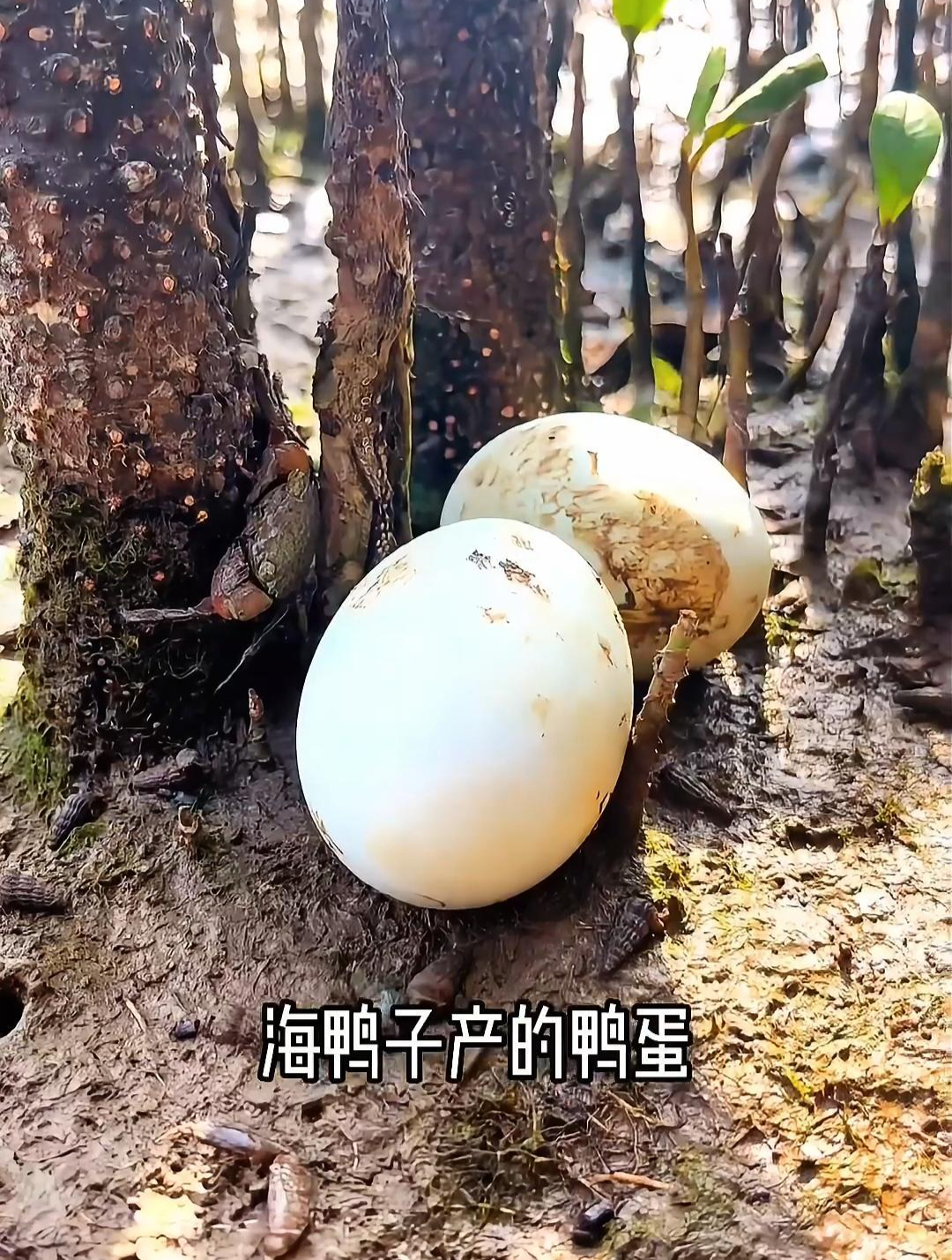 中国四大名鸭麻鸭,海边散养鸭产出的蛋,个个流油起沙也不齁咸