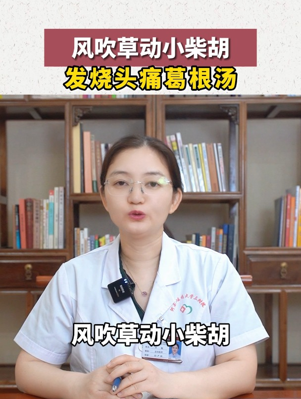 风吹草动小柴胡,发烧头痛葛根汤