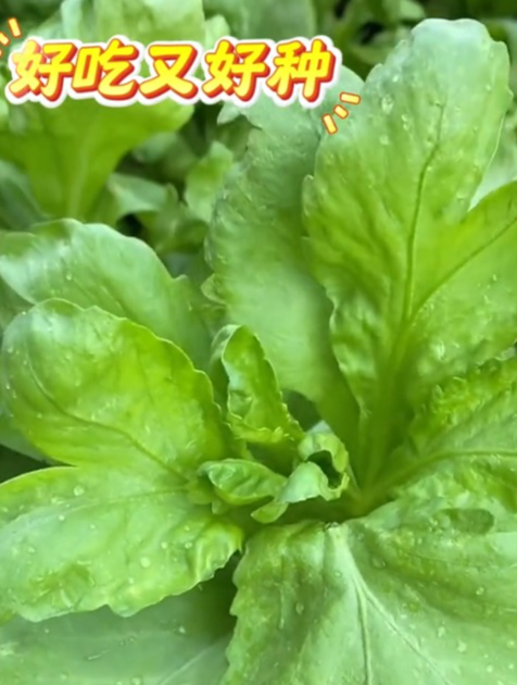 只吃叶子的大叶茼蒿,可多茬采收,种一次能吃好多年