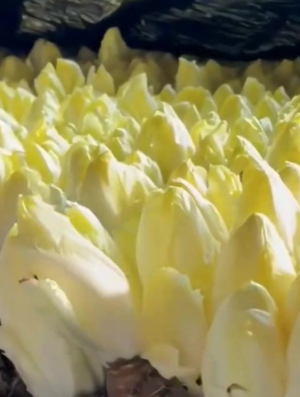 金玉兰种植简单,不需要阳光,只需浇浇水就能采收