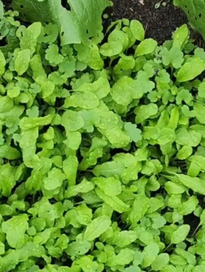 荠菜种植正当时,种子随便一撒就一大片,营养比牛羊肉都搞