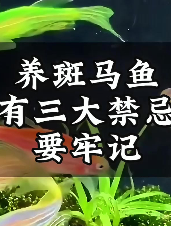 你知道新手养斑马鱼的三大禁忌吗?