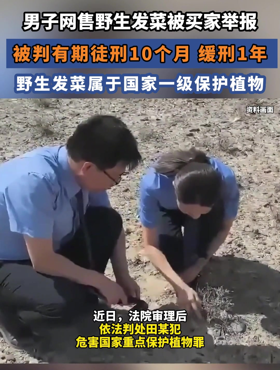 男子网售野生发菜被买家举报,被判有期徒刑10个月 缓刑1年