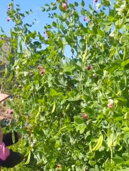 荷兰豆无需授粉生来就是双花双荚,产量高,一颗就能结果密密麻麻