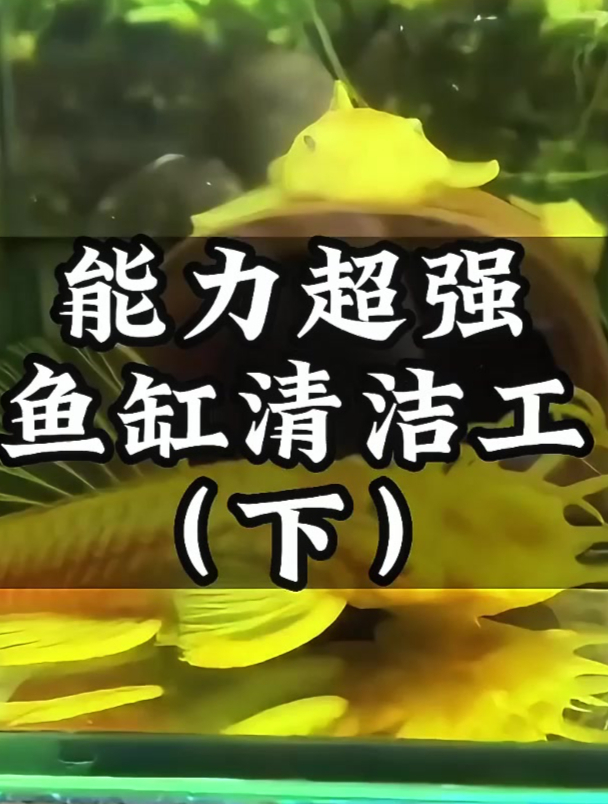 清洁鱼在鱼缸清洁中有用吗?你养过哪些种类?