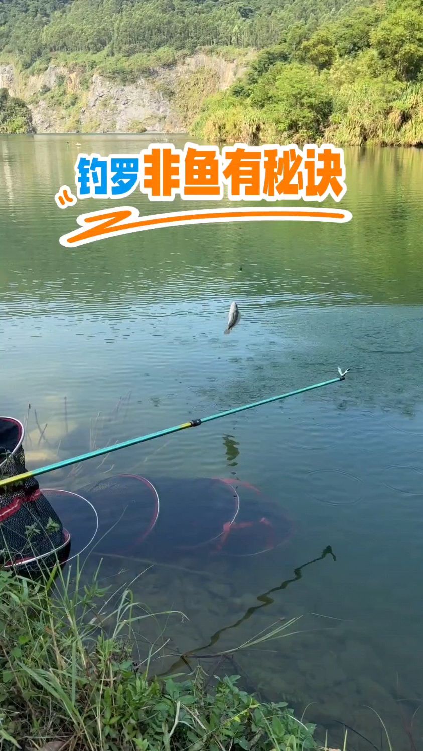 @钓鱼 钓罗非鱼有秘诀,一分钟上货9条