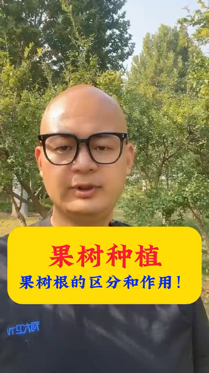 果树种植,果树的根的区别和作用!