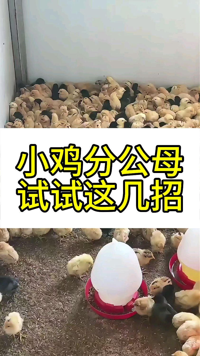 小鸡分公母试试这几招
