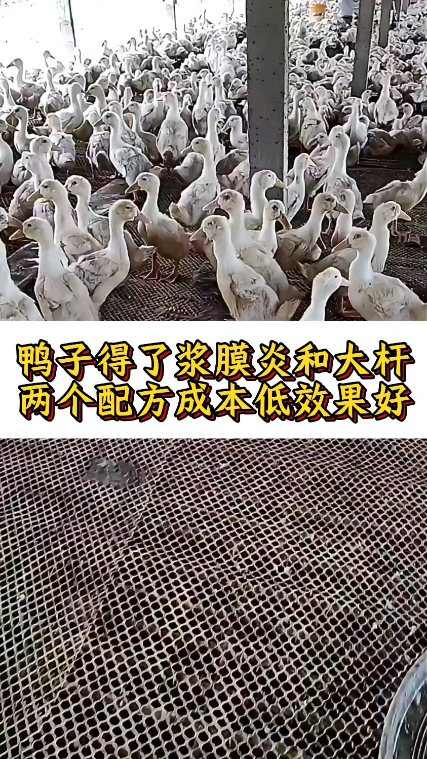 鸭子得了浆膜炎和大杆两个配方成本低效果好