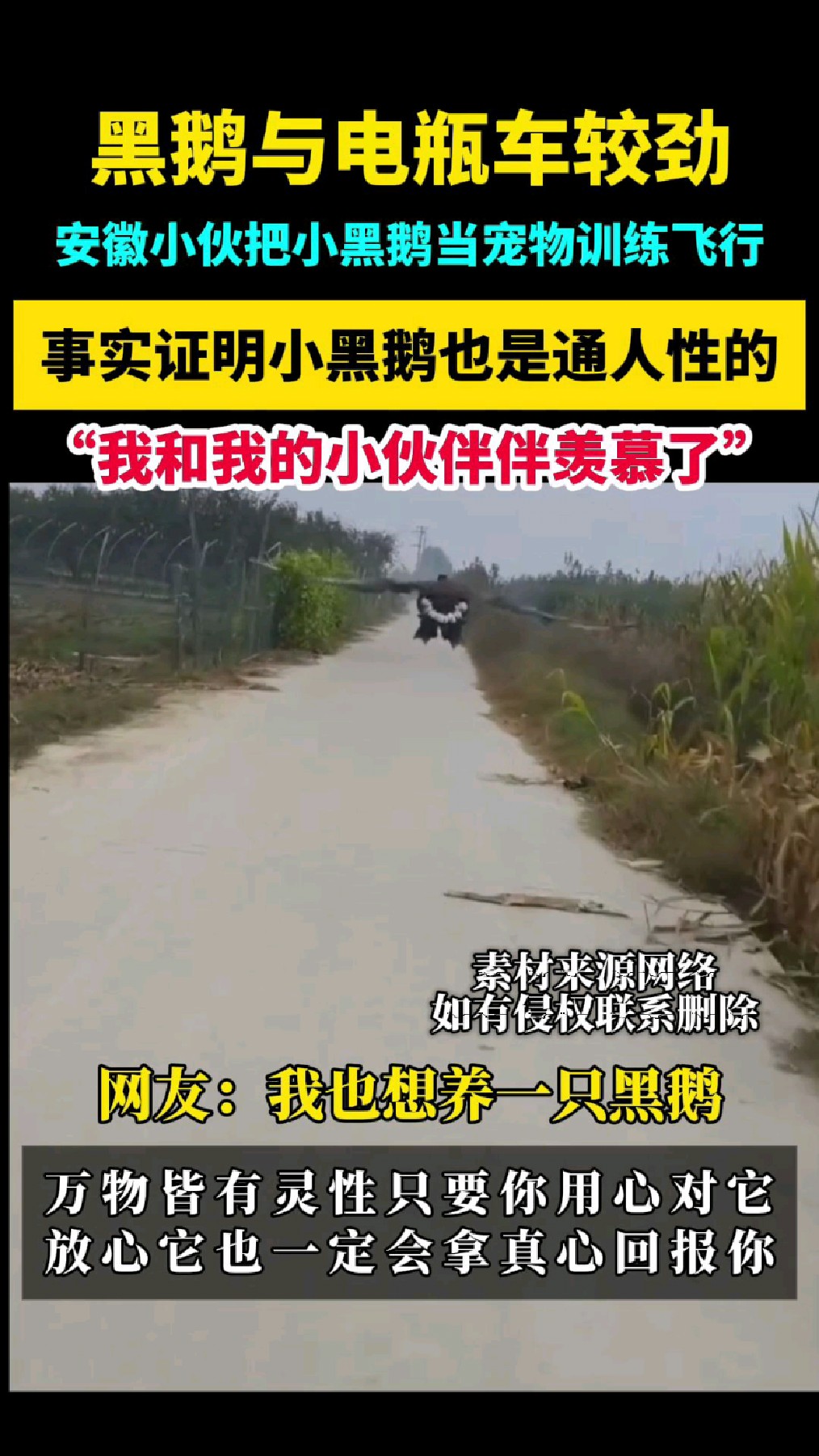 万物皆有灵性,安徽小伙和黑色大鹅成了朋友!一人一鹅路上飞行!