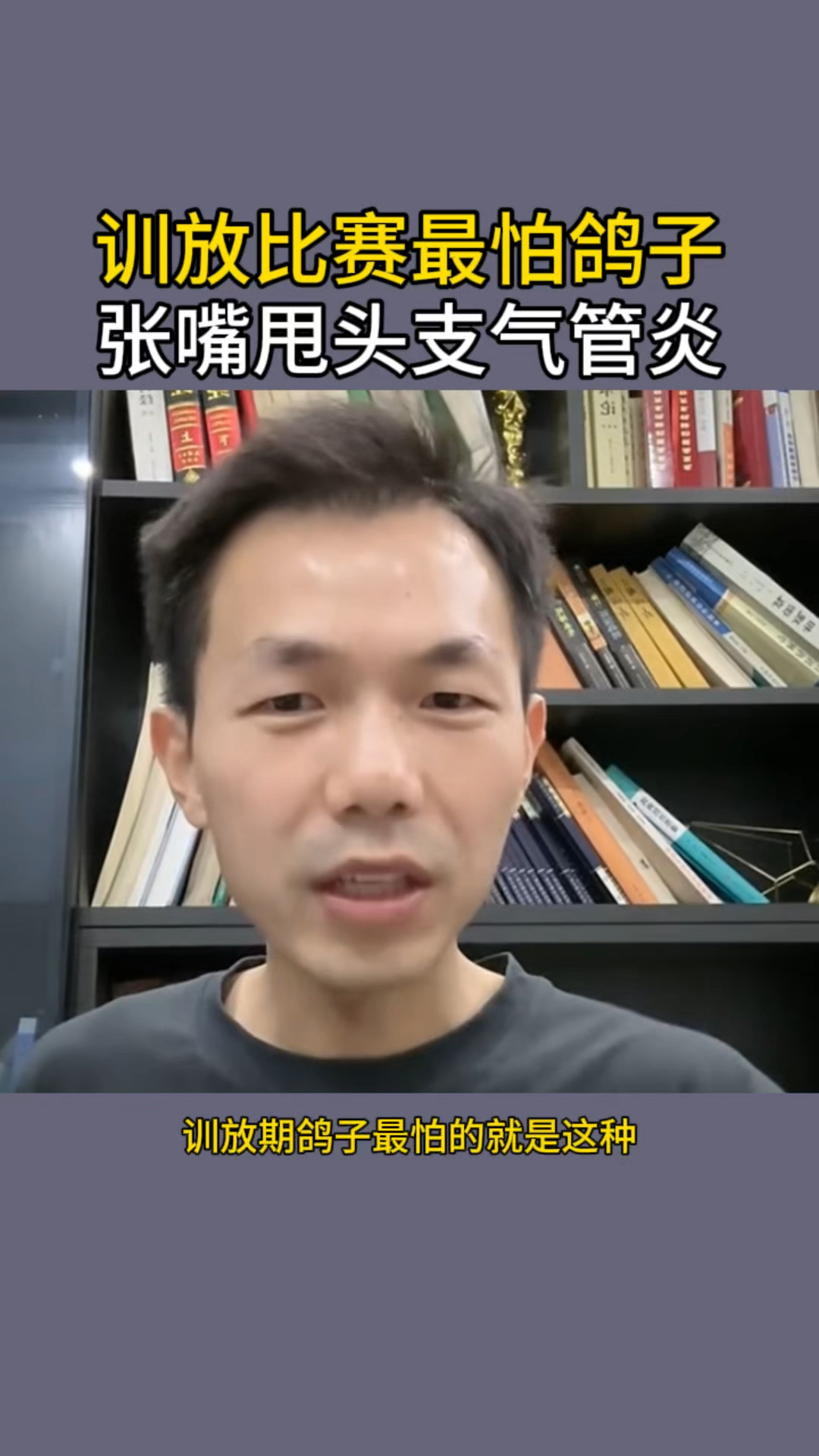 训放比赛最怕鸽子张嘴甩头支气管炎