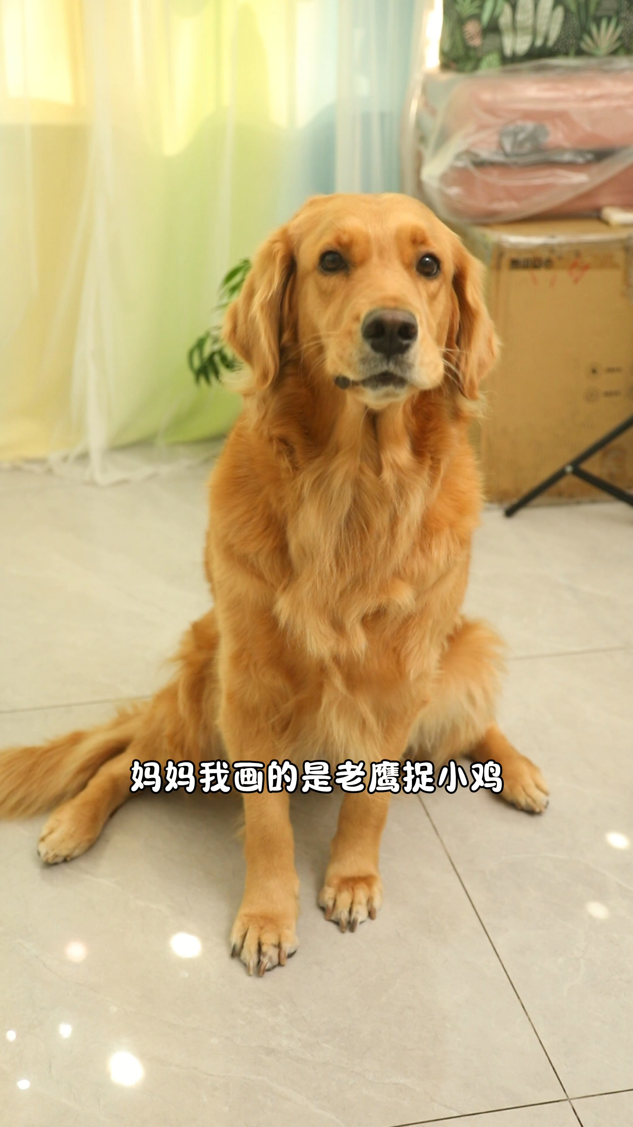 奶茶画的老鹰捉小鸡