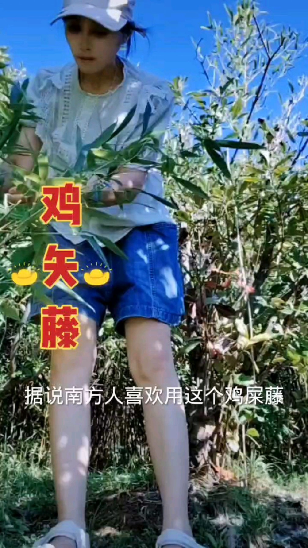 我试着做出了鸡屎藤木薯小圆子,你想尝尝吗?