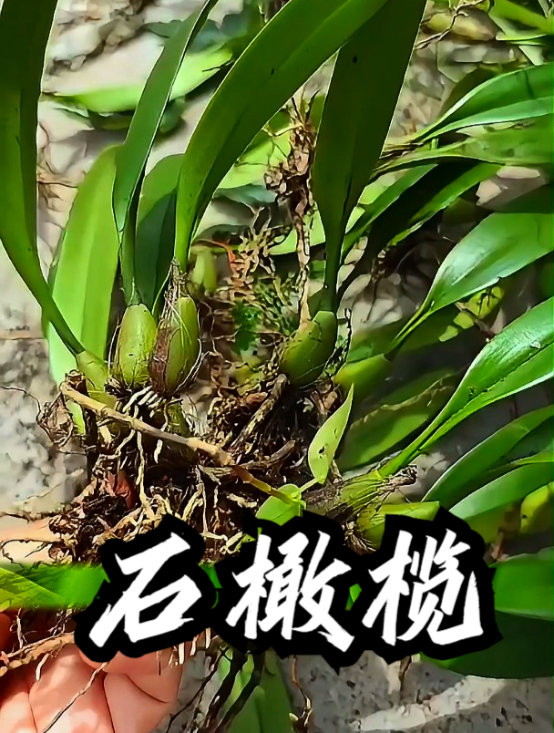 石橄榄也叫石仙桃,拿它煲汤食用,可以让身体更加有活力