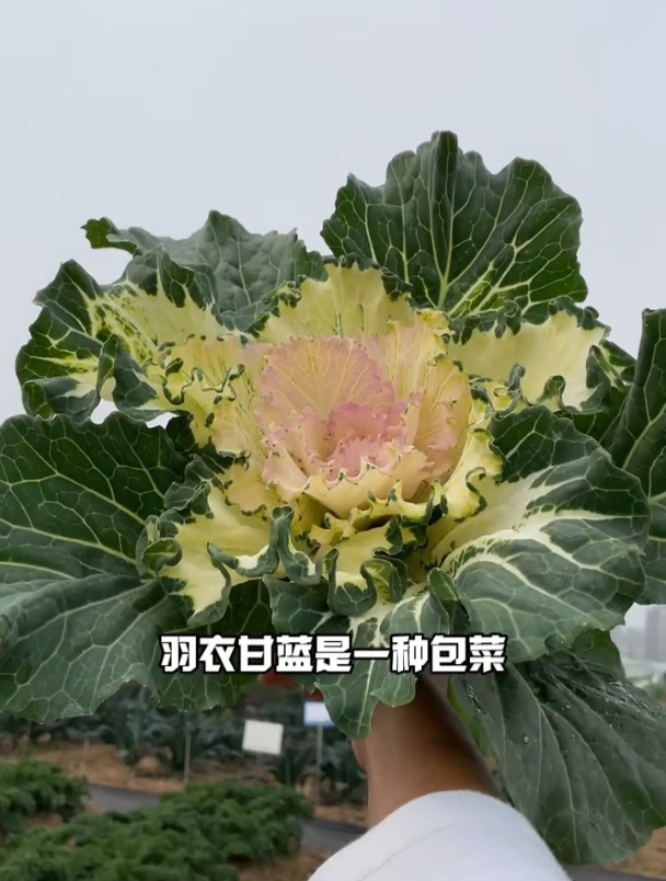 好吃好看,羽衣甘蓝是多年生,北方寒冷地区也能照常生长!
