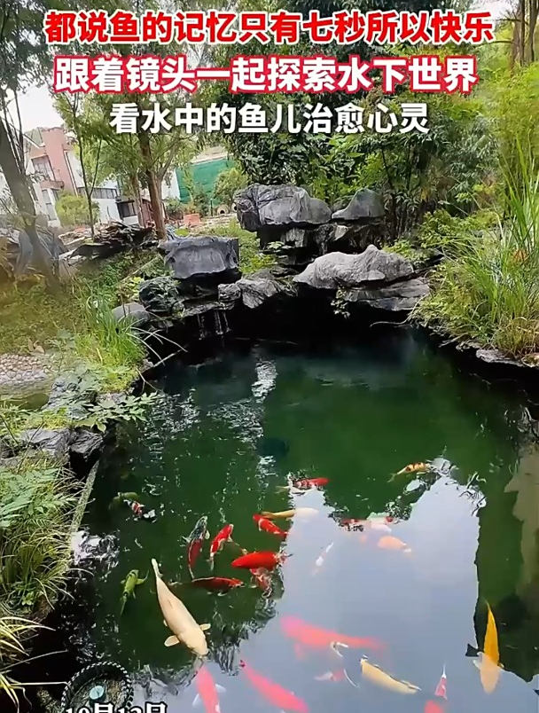 被水下的世界治愈到了,屏住呼吸,带你看看鱼儿水中游