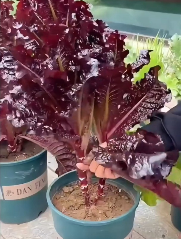 紫色生菜特耐寒,十月份之后还能种,一长就是一大盆