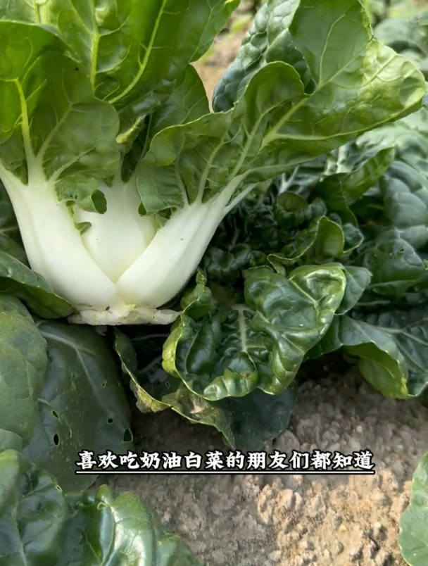 耐热耐寒,茎短叶片肥厚,黑叶奶油白菜现在正当种植!