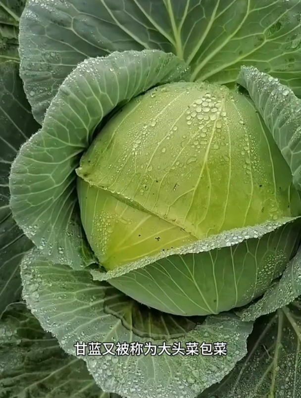 甘蓝也叫包菜,好种植易管理耐寒,口感好营养美味