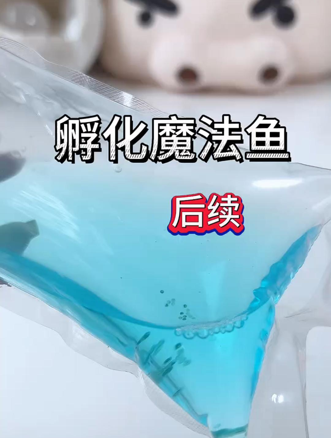 魔法鱼～后续来咯
