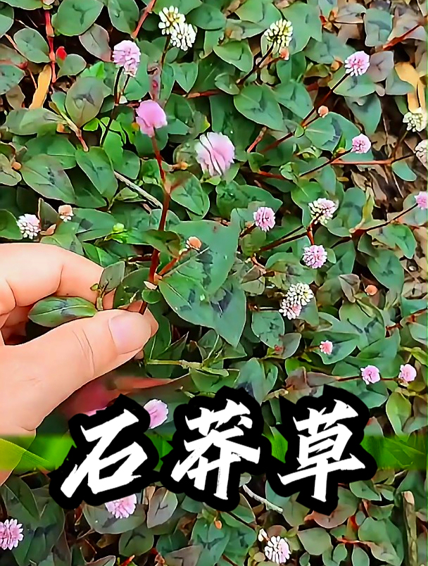石莽草也叫头花蓼,拿它煮水饮用,可以缓解小便不适