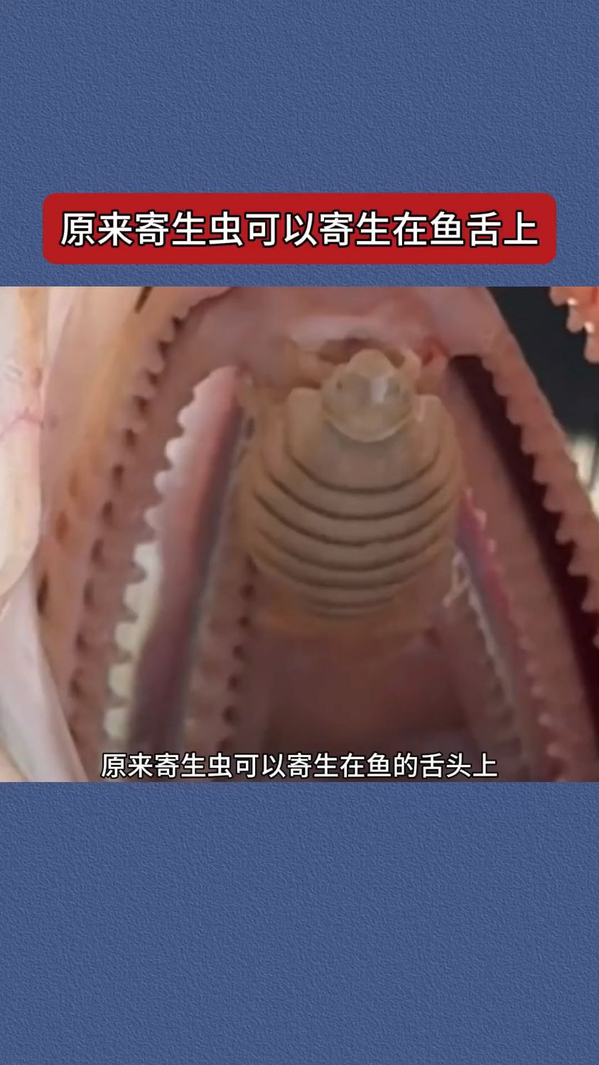 原来寄生虫可以寄生在鱼舌上