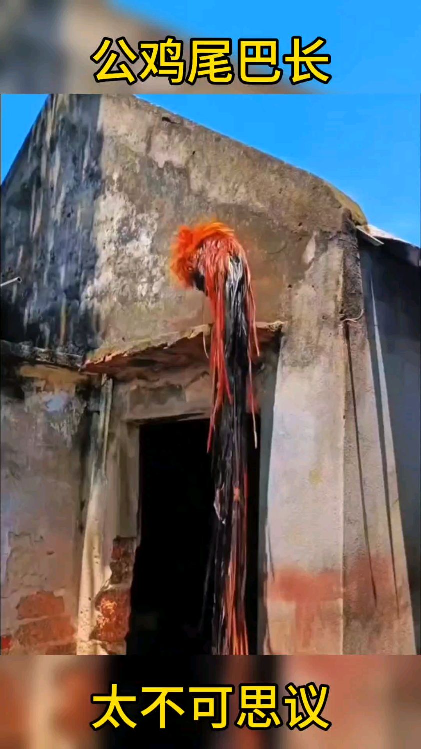 公鸡尾巴居然这么长