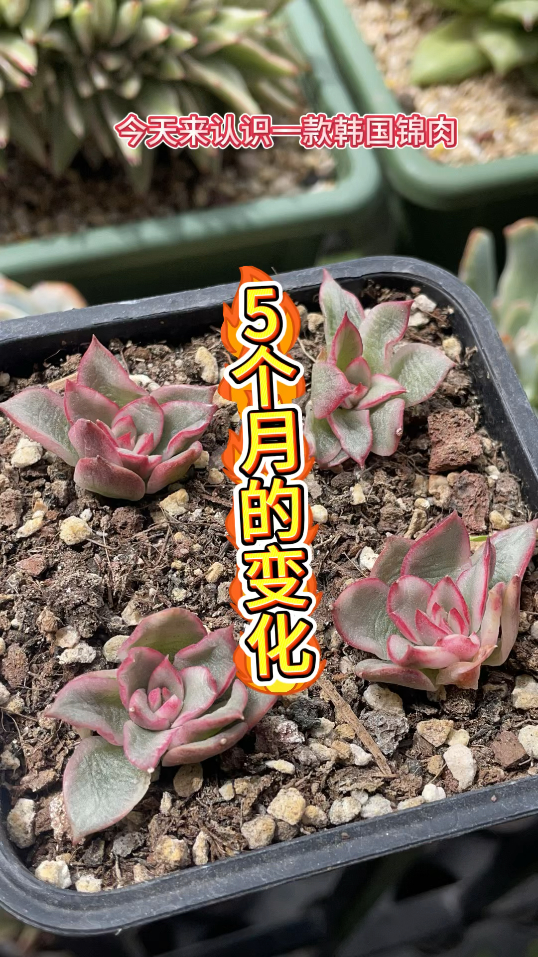 一颗韩国锦肉#吉赛尔5个月的变化,越是小贵货长的越慢,但它真的是好看#韩国多肉