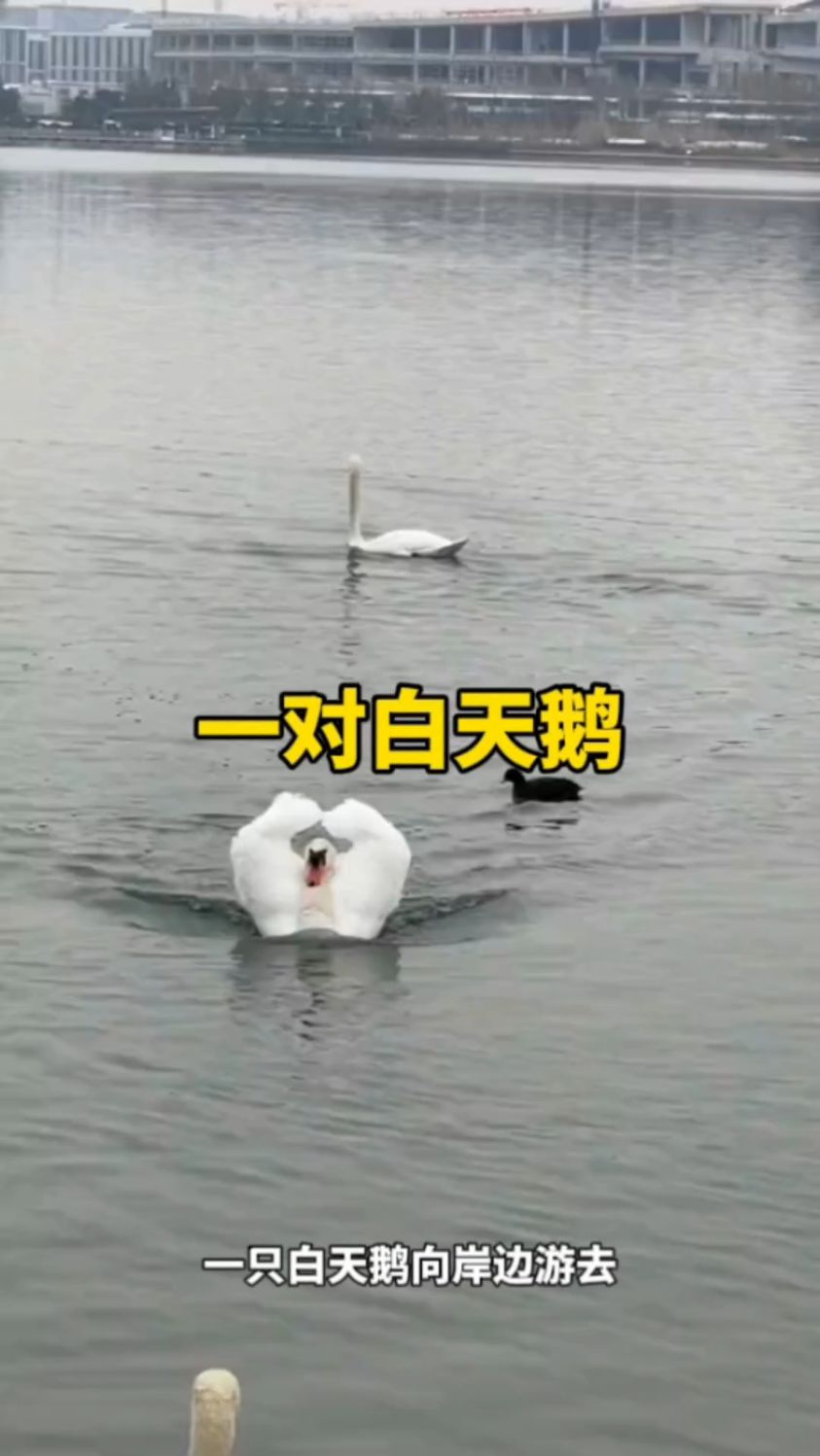 湖面上的一对白天鹅