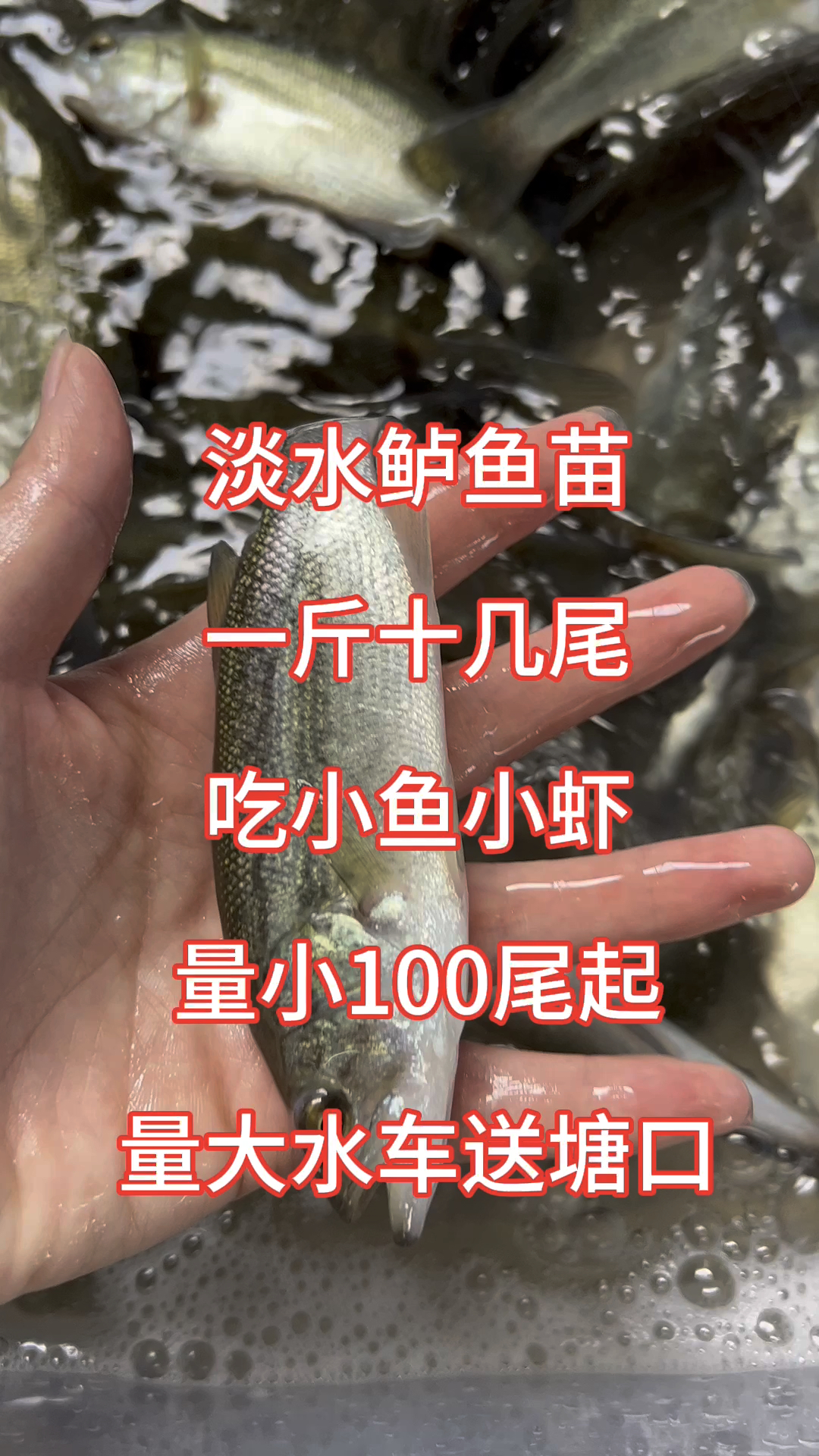优鲈8号鲈鱼苗!