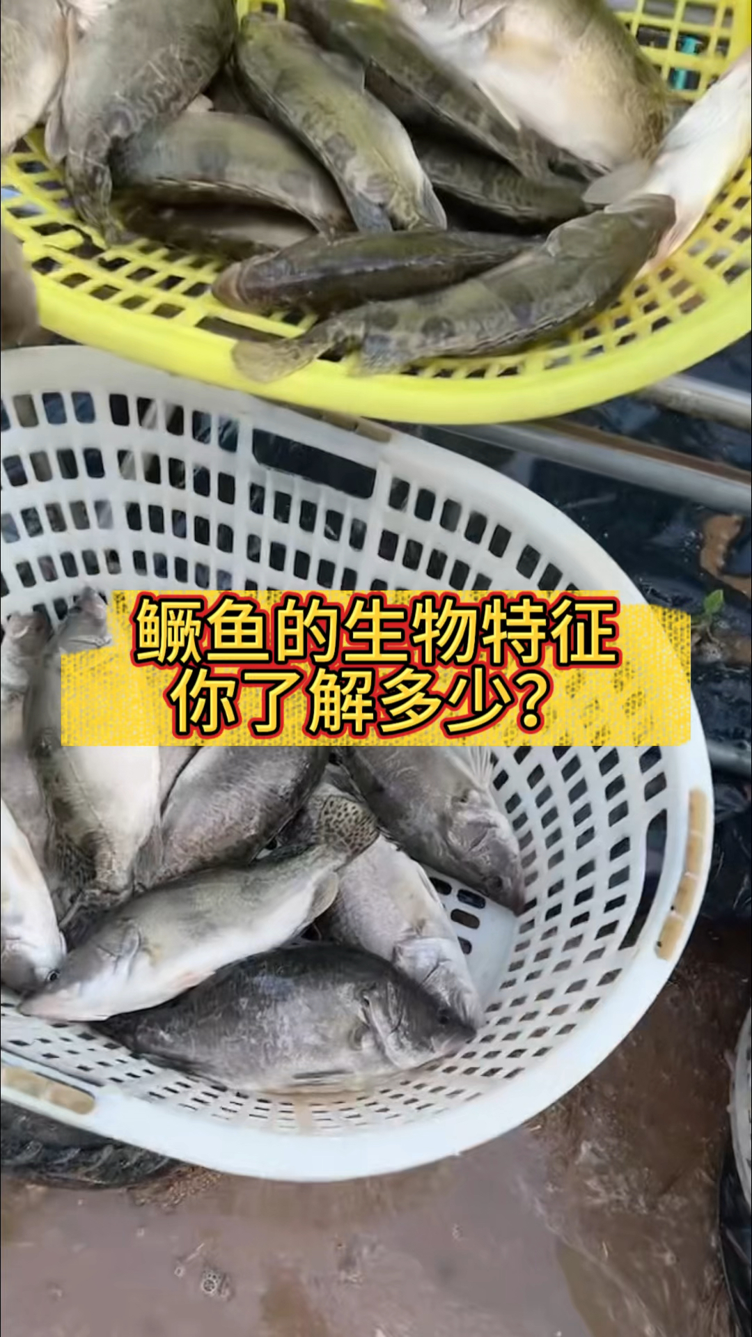 鳜鱼的生物特征你了解多少?